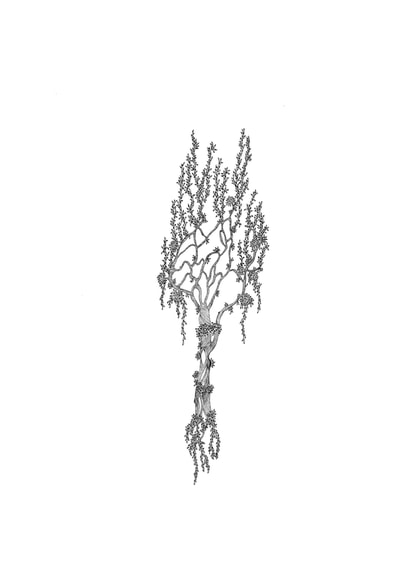 L'arbre de vie, dessin sur papier, 21 x 30, 2017